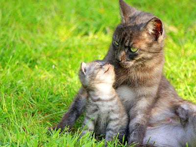 Associated image for When can a kitten leave its mother? The precise timeline