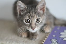 How to get a kitten to stop attacking you—tips and tricks