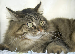 Norwegian Forest cat colours and patterns in a nutshell