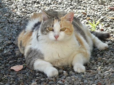 Associated image for The fat cat chart—keep tabs on your kitty’s weight