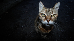 Is your old cat losing weight? [Tips to prevent weight loss]