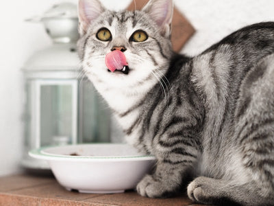 Associated image for Is dry food bad for cats? Get to the bottom of the dilemma