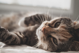 Non-prescription food for diabetic cats—how can it help?