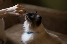How to choose the best adult cat food