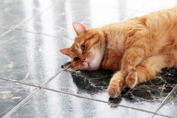Is the average cat weight ideal for every cat? Find out now!