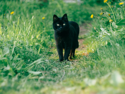 What is B.A.R.F. cat food? Find out NOW!