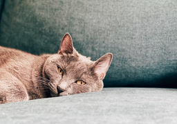 What’s the best cat food for constipation?