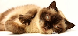 What is the best cat food for hairballs? Find out here!