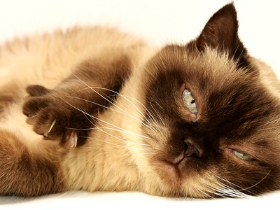 Associated image for What is the best cat food for hairballs? Find out here!