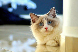 Best food for Ragdoll cats in the UK [Broken Down]