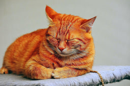 The best food for a sick cat—what heals and what hurts?