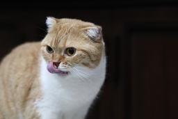 Can cats eat bananas? Get a definitive answer!