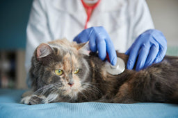 A cat being sick after eating is a red flag and here’s why