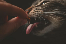 Get the lowdown on the most common cat food allergies