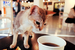 To make or to buy—an elementary guide to cat food soup