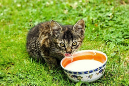 Should I give my cat milk? Here's what nutritionists say
