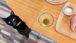 What to do when your cat won’t stop eating [Explained]