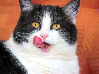 Associated image for Food for cats with no teeth—what works and what doesn’t