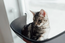 Learn how much to feed a kitten and what they can eat