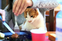 Human-grade cat food—a necessity or a superficial whim?
