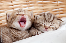 Why is a kitten weight chart a new cat parent’s best friend?