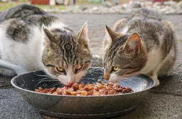 Are there any benefits to mixing wet and dry cat food?