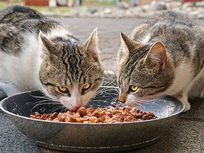Associated image for Are there any benefits to mixing wet and dry cat food?