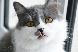 The best neutered cat food to keep your feline fit
