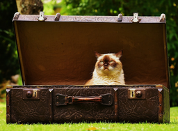 Old cat not eating? Get them to enjoy mealtime again this way