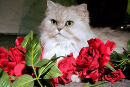 Buying Persian cat food? Here’s what nutritionists recommend
