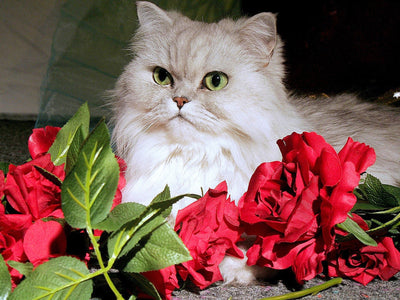 Associated image for Buying Persian cat food? Here’s what nutritionists recommend