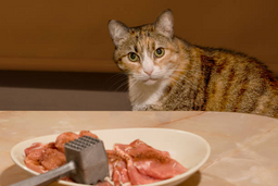 Is raw cat food the best thing for your cat?