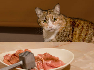 Associated image for Is raw cat food the best thing for your cat?