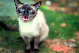 A complete guide to the best Siamese cat food