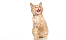 When do kittens start eating solids? Find out now!