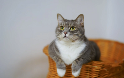 Get some handy tips on the best fussy cat food
