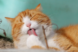 Get top advice on the best gastrointestinal cat food
