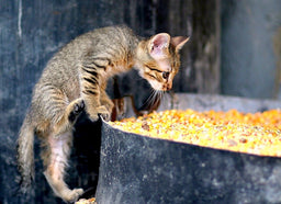 Grain-free cat food—a posh meal or a core necessity?