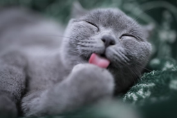 Is anti-hairball cat food helpful? [Explained]