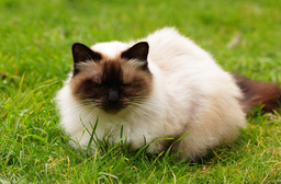 Is there a Himalayan Siamese cat, or are they two breeds?