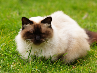 Associated image for Is there a Himalayan Siamese cat, or are they two breeds?