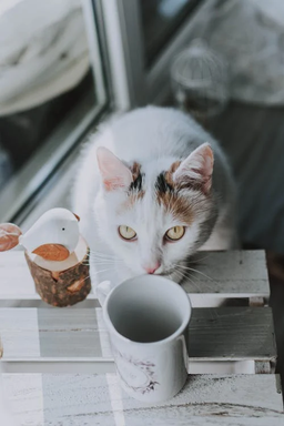 Get the facts on whether homemade cat food is a good choice