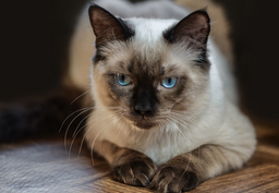 Longevity question—how long do Ragdoll cats live?