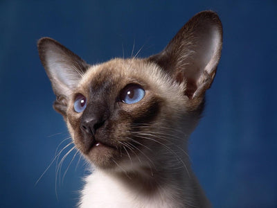 Associated image for How long do Siamese cats live? Find out NOW!