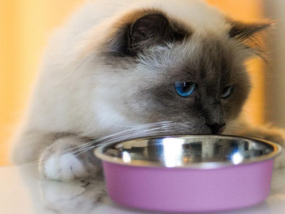 Associated image for How many calories should a cat eat? Get the precise numbers