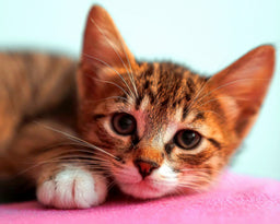 How many pouches should I feed my kitten? [Feeding tips]