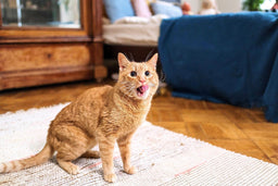 How often should I feed my cat wet food? Daily, and here's why
