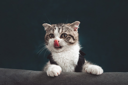 How often should I feed my kitten? Top advice here!