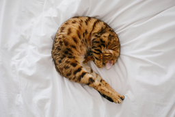 Wondering how to discipline a Bengal cat? Pro hacks