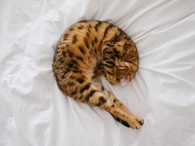 Associated image for Wondering how to discipline a Bengal cat? Pro hacks